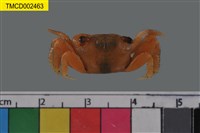 藏品(褶痕擬相手蟹)的圖片